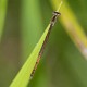 Agriocnemis argentea female-2